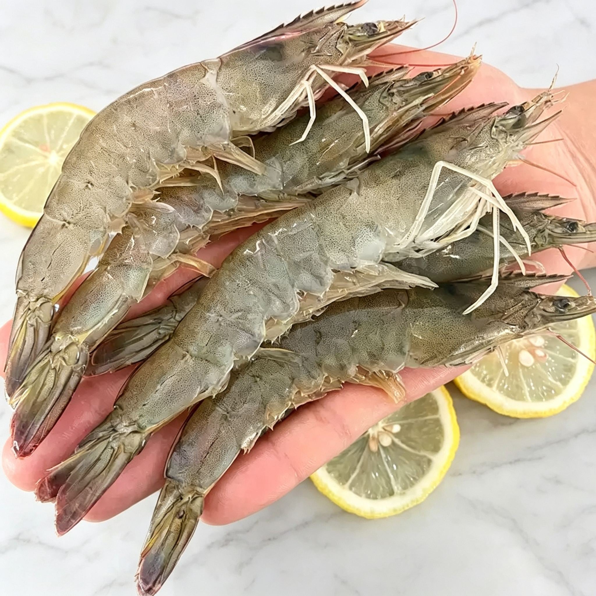 Frozen Whole Raw White Prawns